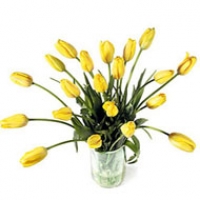 Birth Day Tulips
